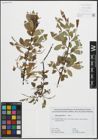 Foto von Salix pentandra L.